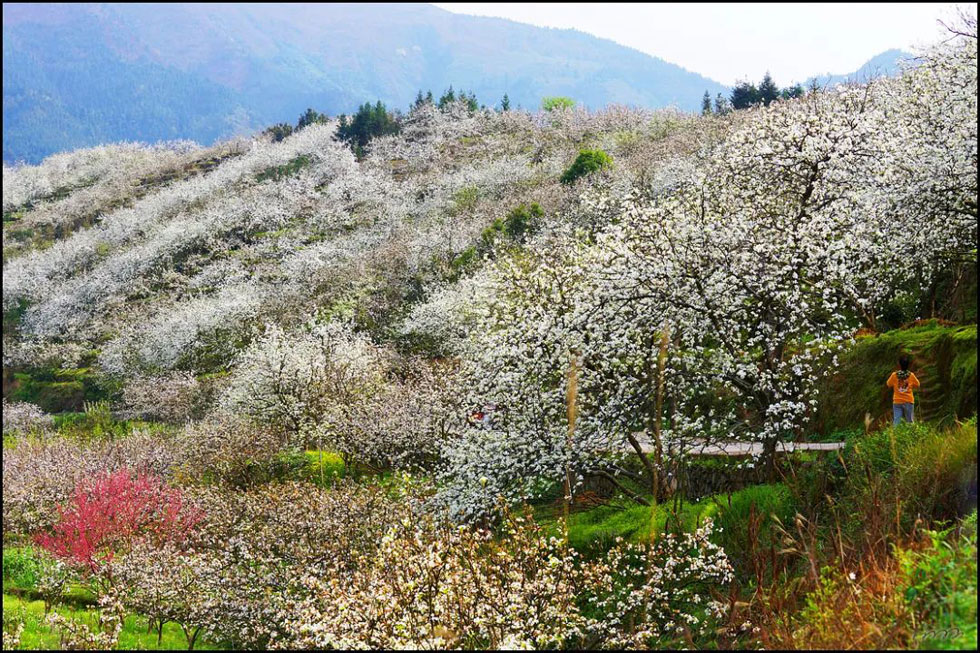 【春天,广西桂林灌阳县向您发出邀请!】我们在灌阳看梨花 - 游山玩水 - 攀枝花生活社区 - 攀枝花28生活网 panzhihua.28life.com