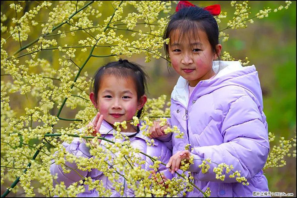 【春天，广西桂林灌阳县向您发出邀请！】米珠山前有片山苍子花在飘香 - 游山玩水 - 攀枝花生活社区 - 攀枝花28生活网 panzhihua.28life.com