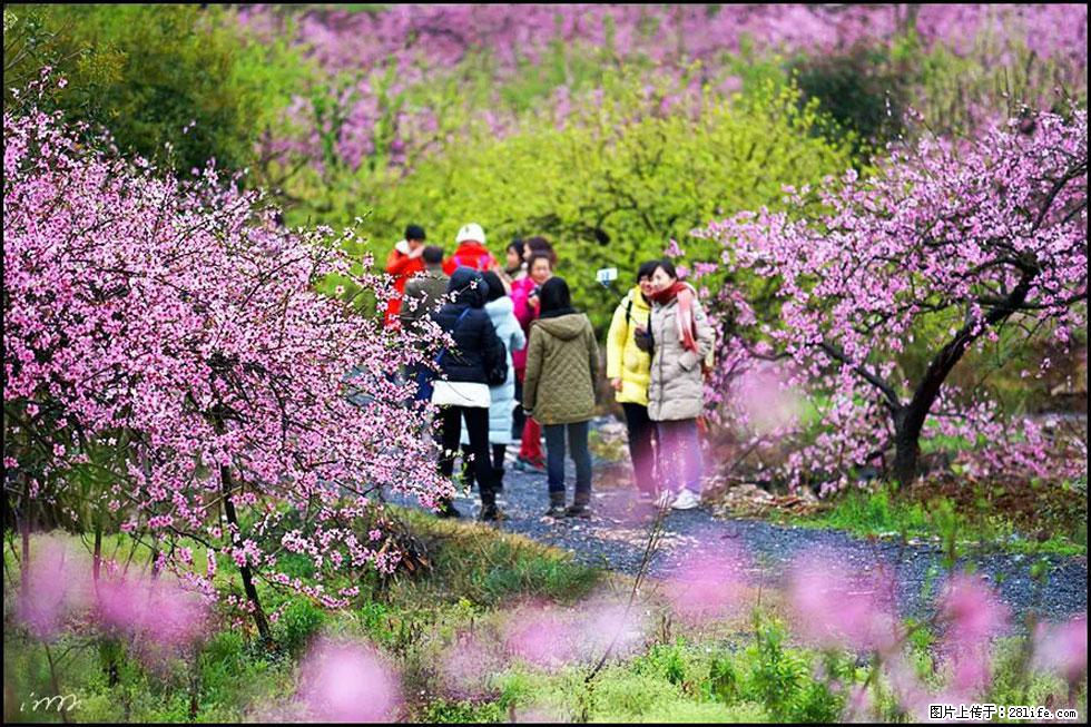 【春天,广西桂林灌阳县向您发出邀请!】官庄村有个醉美的桃花园 - 游山玩水 - 攀枝花生活社区 - 攀枝花28生活网 panzhihua.28life.com
