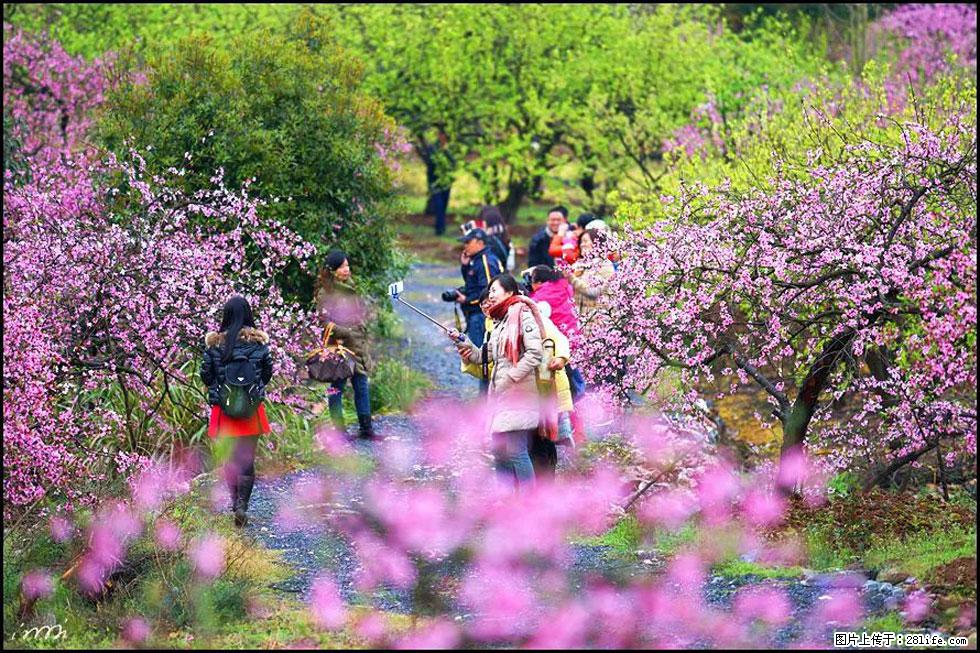 【春天,广西桂林灌阳县向您发出邀请!】官庄村有个醉美的桃花园 - 游山玩水 - 攀枝花生活社区 - 攀枝花28生活网 panzhihua.28life.com