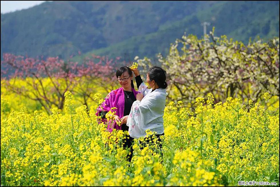 【春天，广西桂林灌阳县向您发出邀请！】长坪村油菜盛情花开 - 游山玩水 - 攀枝花生活社区 - 攀枝花28生活网 panzhihua.28life.com