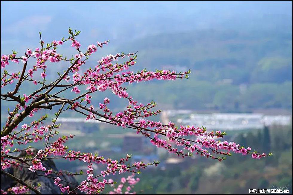 【春天，广西桂林灌阳县向您发出邀请！】望月岭上桃花开 - 游山玩水 - 攀枝花生活社区 - 攀枝花28生活网 panzhihua.28life.com