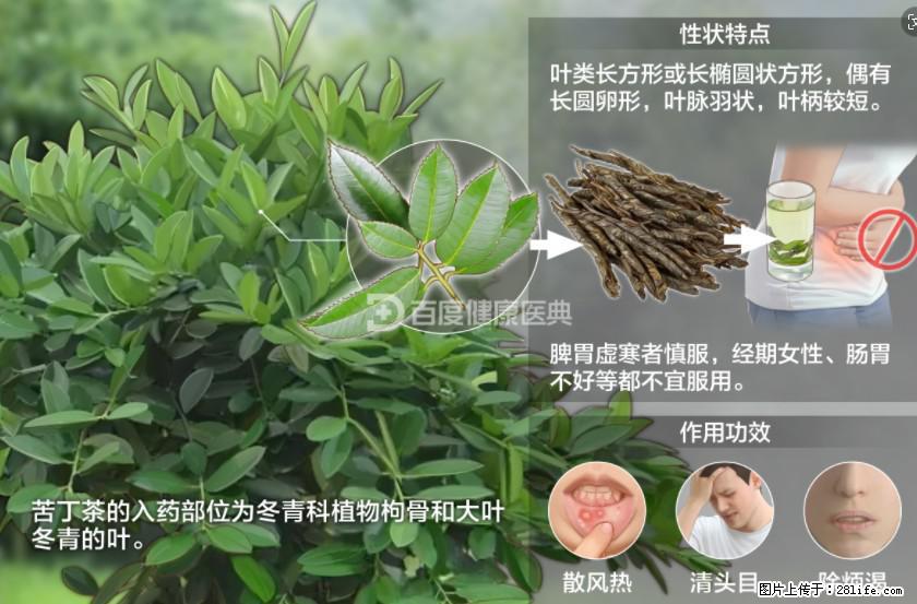 苦丁茶有哪些功效和作用 - 生活百科 - 攀枝花生活社区 - 攀枝花28生活网 panzhihua.28life.com