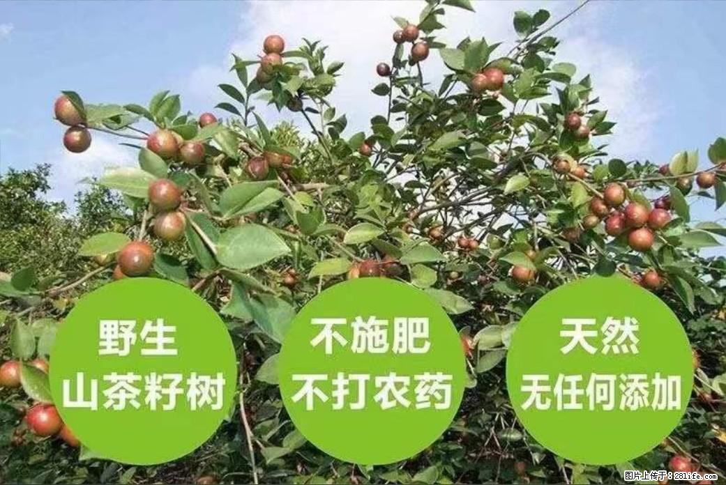 【灌阳县油茶产业示范区】一个有着充实的精神生活的人,对待身外之物自会有一种淡泊的态度 - 美食天地 - 攀枝花生活社区 - 攀枝花28生活网 panzhihua.28life.com