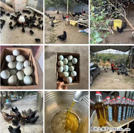 油茶园从小鸡仔开始养起的纯土鸡、土鸡蛋可以预定啦!还有前几天刚榨的纯山茶油哦 - 土特产 - 饮食特产 - 攀枝花分类信息 - 攀枝花28生活网 panzhihua.28life.com
