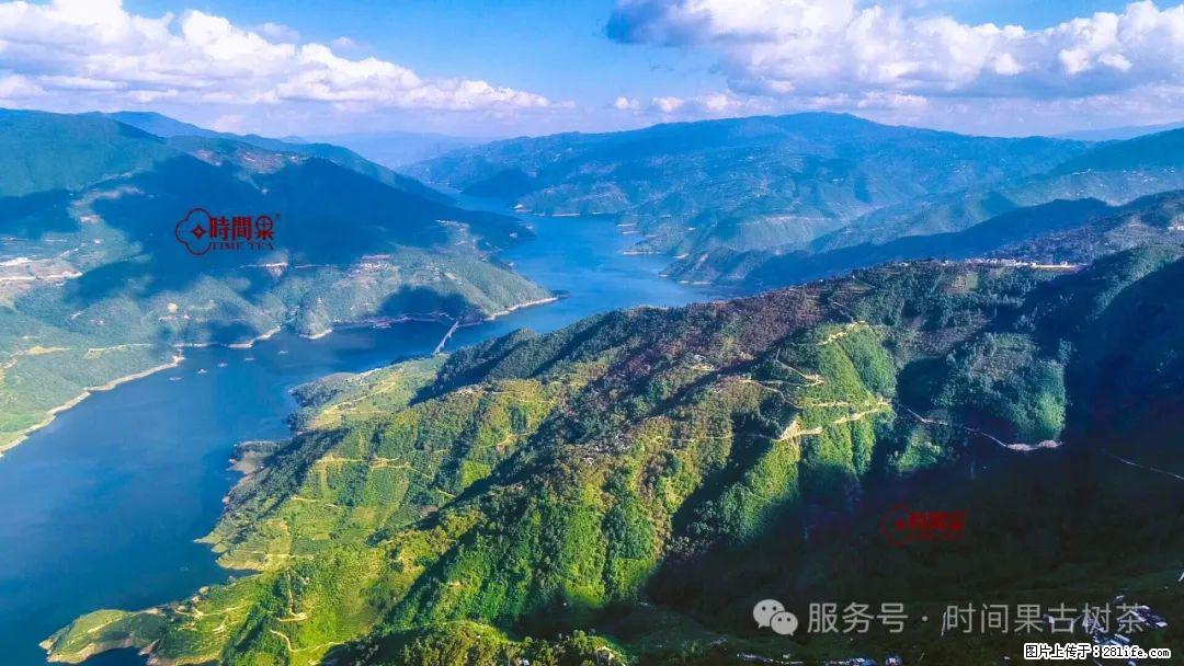 时间果百年古树龙珠普洱生茶 - 购物交流 - 攀枝花生活社区 - 攀枝花28生活网 panzhihua.28life.com