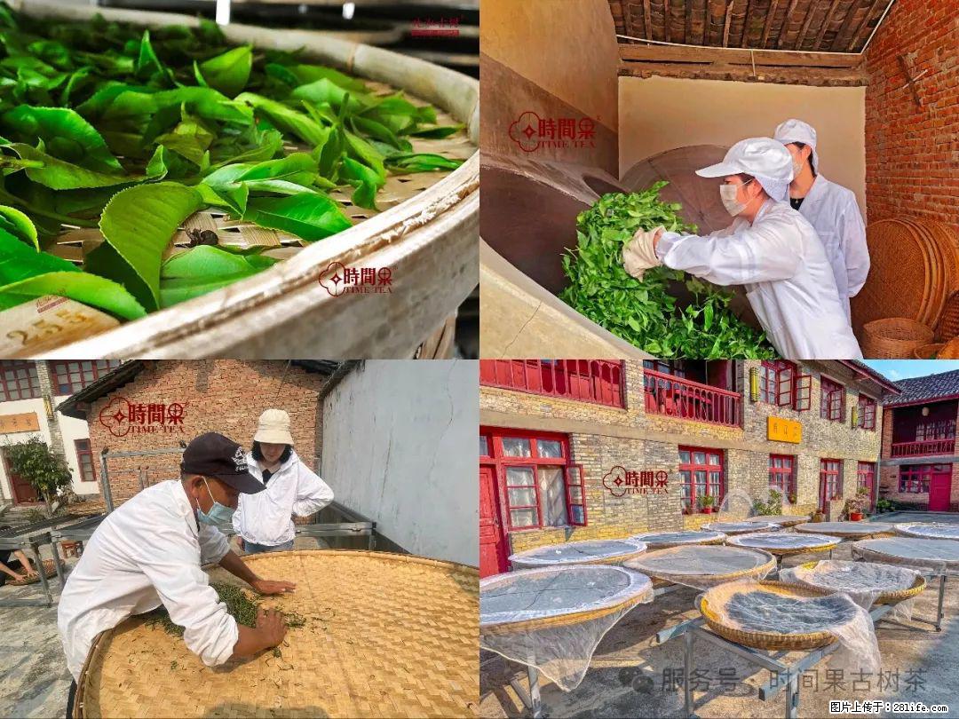 时间果百年古树龙珠普洱生茶 - 购物交流 - 攀枝花生活社区 - 攀枝花28生活网 panzhihua.28life.com