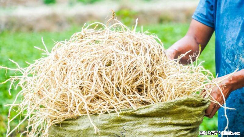 堪称“最难吃”的蔬菜,却是 “抗辐射神器”,还能护肺、清热、止咳化痰! - 攀枝花生活资讯 - 攀枝花28生活网 panzhihua.28life.com