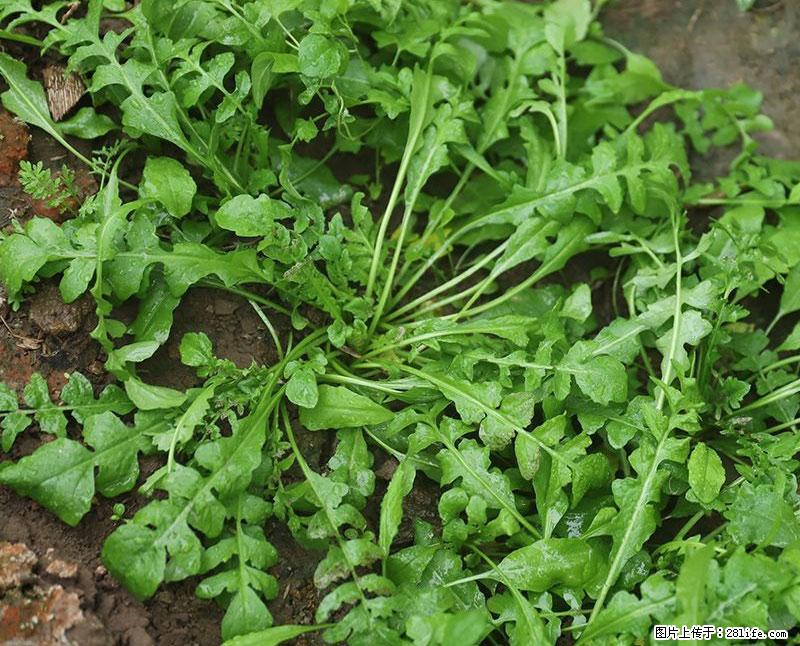 这些蔬菜是“天然钙片”，这6种被医生重点推荐 - 攀枝花生活资讯 - 攀枝花28生活网 panzhihua.28life.com