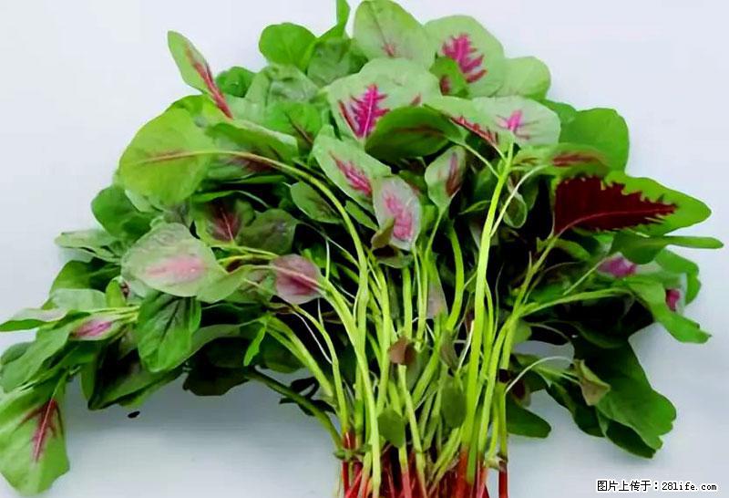 这些蔬菜是“天然钙片”，这6种被医生重点推荐 - 攀枝花生活资讯 - 攀枝花28生活网 panzhihua.28life.com