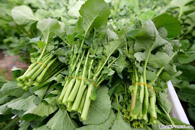 这些蔬菜是“天然钙片”，这6种被医生重点推荐 - 攀枝花生活资讯 - 攀枝花28生活网 panzhihua.28life.com